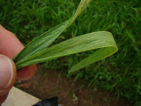 Sintomas Do Mosaico Comum Em Trigo Revista Cultivar