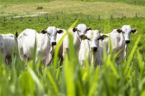 Chuvas Beneficiam Pastagens No Estado E Melhoram Oferta De Animais