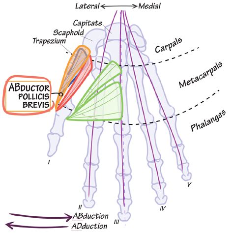 Gross Anatomy Glossary Abductor Pollicis Brevis Ditki Medical