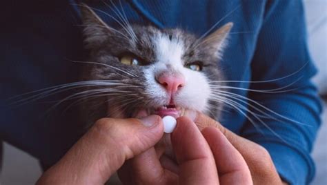 Zyrtec (Cetirizine) For Cats: Uses, Dosage, & Side Effects - petflair.co