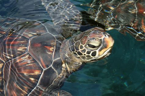 Sea Turtle Free Photo Download Freeimages