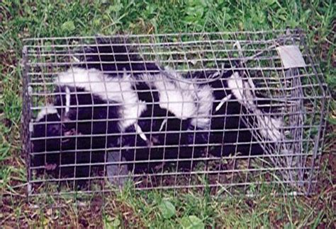 Skunk Trapping - How to Trap a Skunk