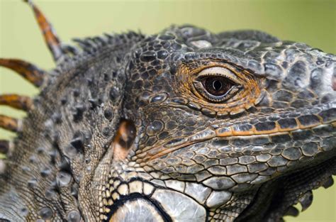 9 Illuminating Facts About Iguanas