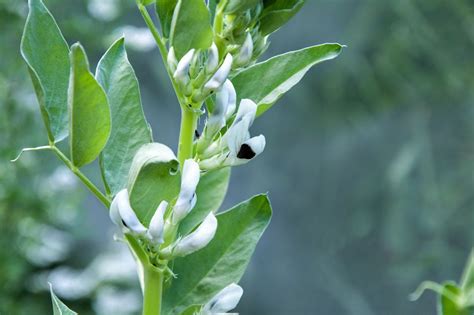 How To Grow Fava Beans Broad Beans