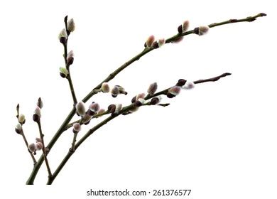 Pussy Willow Branches Budding Buds Against Stock Vector Royalty Free