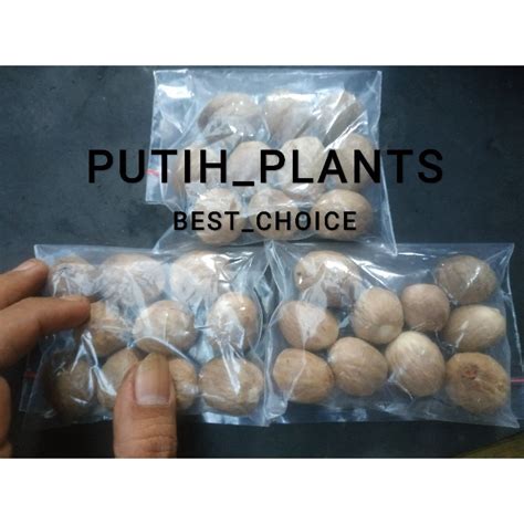 Jual Biji Atau Benih Buah Pala Mysristica Fragrans Per 10biji Shopee