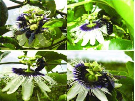 Xylocopa Frontalis Polinizando Flores Do Maracujazeiro Amarelo