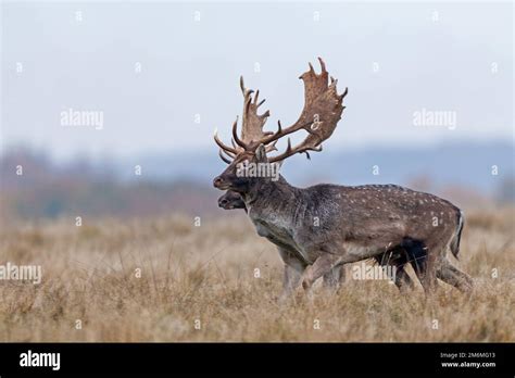 Fallow Deer Bucks In Parallel Walk During The Rut Stock Photo Alamy