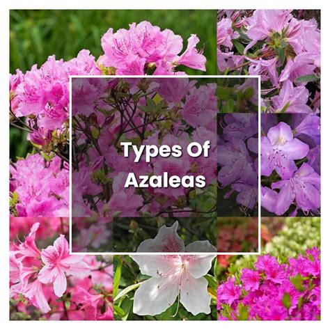 How To Grow Types Of Azaleas Plant Care And Tips Norwichgardener