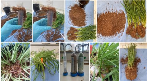 Understanding The Interaction Between Root Exudate And Soil Microbial