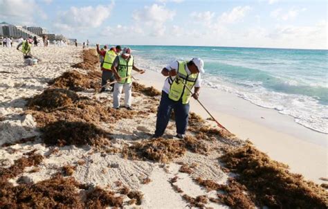 Pronostican Aumento De Sargazo En El Caribe Mexicano Para El 2025