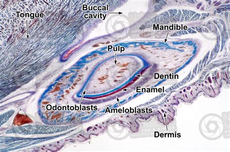 Rabbit Tooth Longitudinal Section 32x Tooth Osseous Tissue