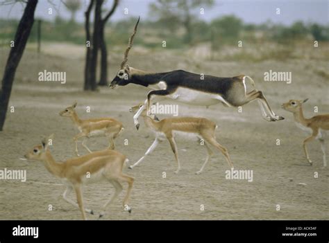 Blackbuck Male Leaping Amongst Females Antilope Cervicapra Thar Desert