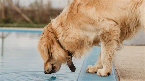 4 Arti Mimpi Membeli Anjing Di Pasar Menurut Primbon Jawa Perlindungan