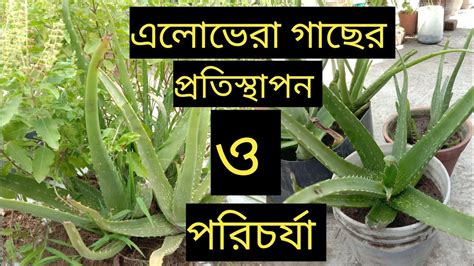 How To Care Aloe Vera Plant এলোভেরা গাছের প্রতিস্থাপন ও পরিচর্যা