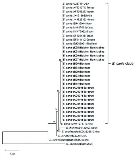 Phylogenetic Analysis Of E Canis Based On Nucleotide Sequences Of 16S