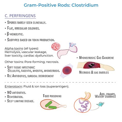 Immunology / Microbiology Glossary: Clostridium perfringens - Infection | ditki medical ...