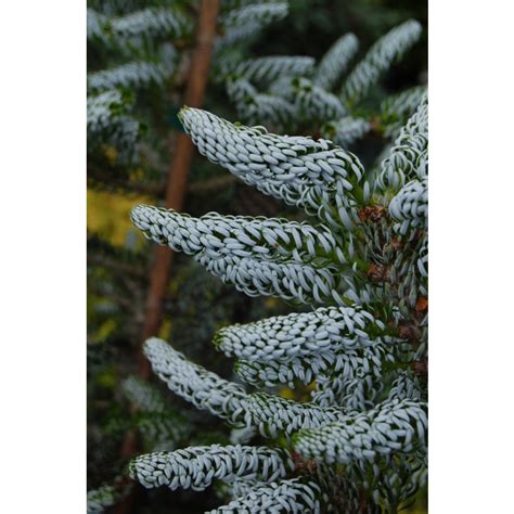 Abies Koreana Silberlocke Horstmanns Silberlocke Silberlocke