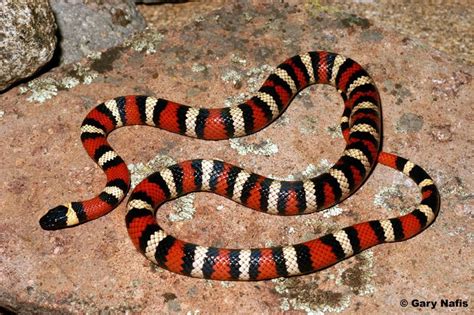 California King Snake Snake Snake Spirit Animal