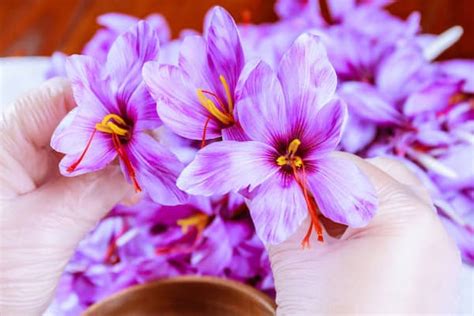 how to harvest saffron? - Tida Silk Road Trading , Tida saffron