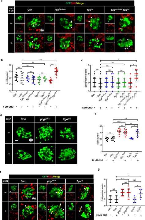 Synergism of the Gq and mTORC1 pathways is sufficient to induce α cell