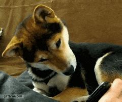 Confused Dog GIFs - Find & Share on GIPHY