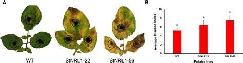 Frontiers Crisprcas Stnrl1 Gene Knockout Increases Resistance To Late Blight And