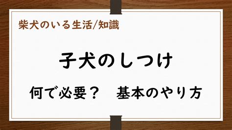 犬のしつけどうしてしつけが必要？しつけ方の基本