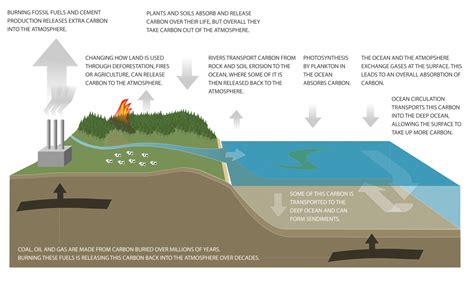 Carbon Cycle Diagram Niwa