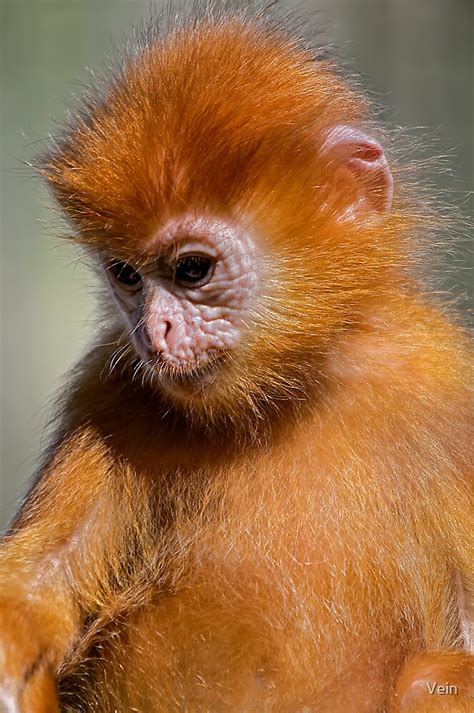 "Little Orange Monkey" by Vein | Redbubble