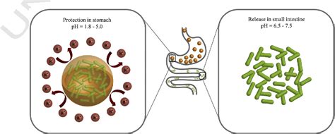 Figure 5 From Bioengineered And Biohybrid Bacteria Based Systems For