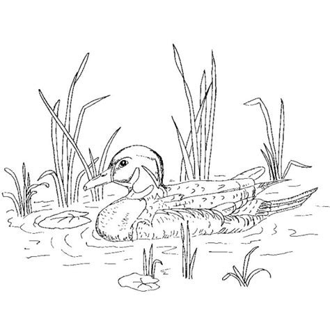 Duck Hunting Coloring Pages