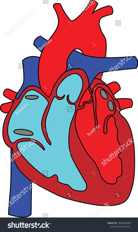 Human Heart Diagram Without Labeling Cardiac Stock Vector Royalty Free