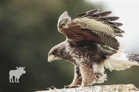 Hawk Vs Eagle: Side By Side — Forest Wildlife