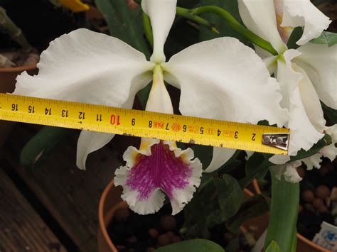 Cattleya Mossiae F Semi Alba