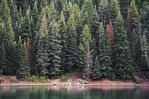 Fotos gratis paisaje árbol naturaleza bosque al aire libre