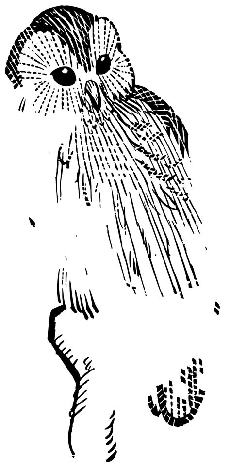 Download Vintage Owl Line Art Svg Freepngimg