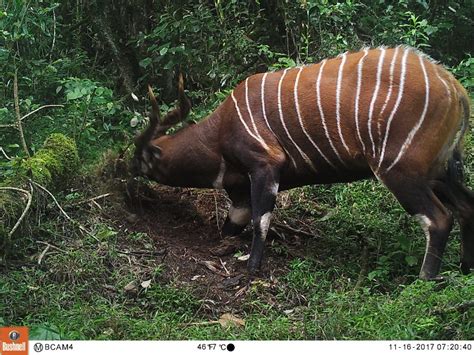 Bongos Save Forests No Water No Life