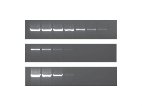 Pcrbio Taq Dna Polymerase Mixes Pcr Biosystems