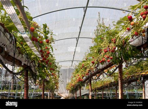 Pick Your Own Strawberry Farm A Mixture Of Ripe And Ripening Fruits In
