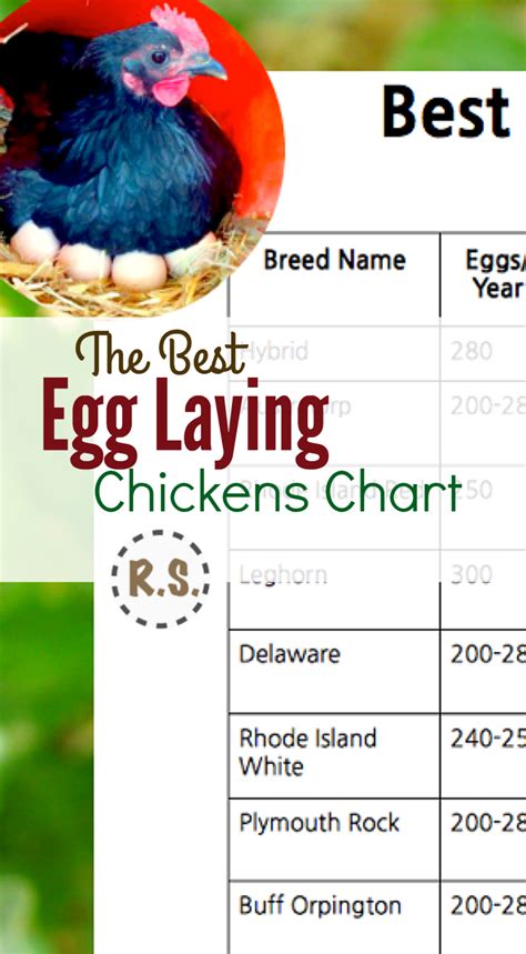 Best Egg Laying Chickens Chart