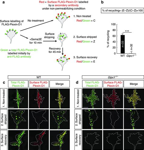 Gipc Controls Plexin D Receptor Recycling To The Plasma Membrane