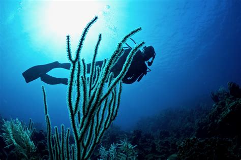 Roatán Diving: What You Need to Know