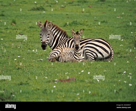 Mother Burchell S Zebra Equus Quagga Burchellii Or Plains Zebra