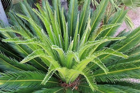 Sago Palm Cycas Revoluta — Center For The Study Of The Built Environment