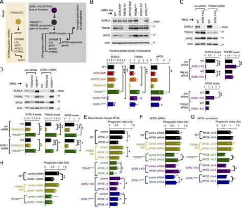 Epistatic Analysis Of Hmgl Mutations And Characterization Of A