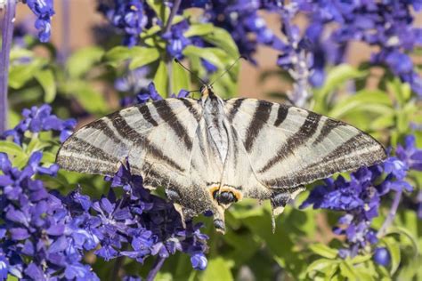 Borboleta Que Poliniza Flores De Uma Planta Prudente Foto De Stock