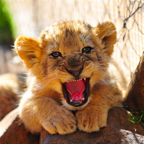 Funny Wildlife • Baby Lion Roar! by Richy J on Flickr.