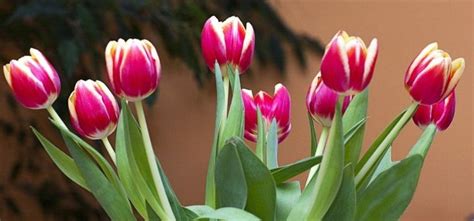 Descubra As T Cnicas Para Plantar E Cuidar Das Tulipas Saiba Todos Os