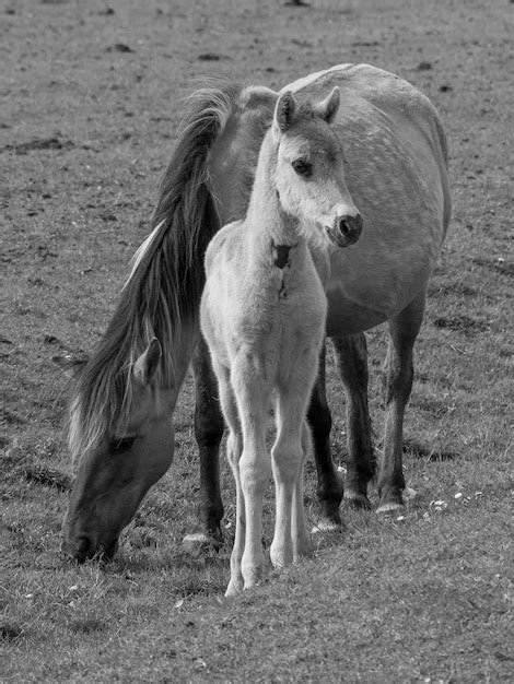 Premium Photo Wild Horses